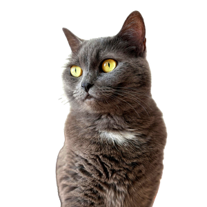 Elegant View Of A Grey Domestic Cat With Bright Yellow Eyes, Perfect For Pet Lovers And Animal Enthusiasts. 12435 - Cat PNG image with transparent background